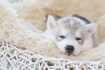 Cute Siberian husky puppy