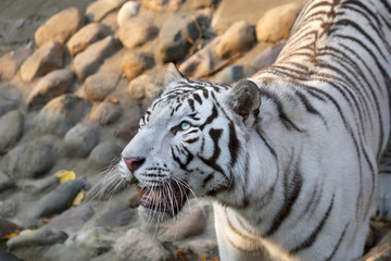 Fototapeta premium A looking up white bengal tiger