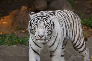 Fototapeta na wymiar A calm pacing white bengal tiger