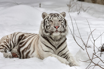 Obraz premium Biały tygrys bengalski, spokojnie leżący na świeżym śniegu.