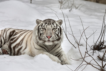 Gaze of a white bengal tiger, lying on fresh snow in alert pose.