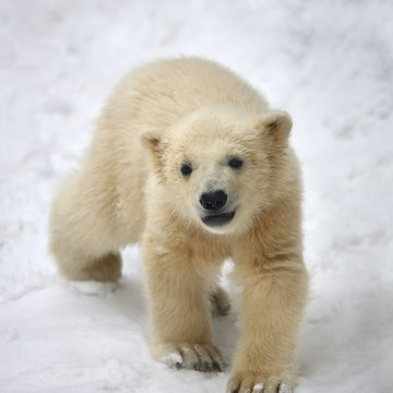 A young polar bear, walking on fresh snow.