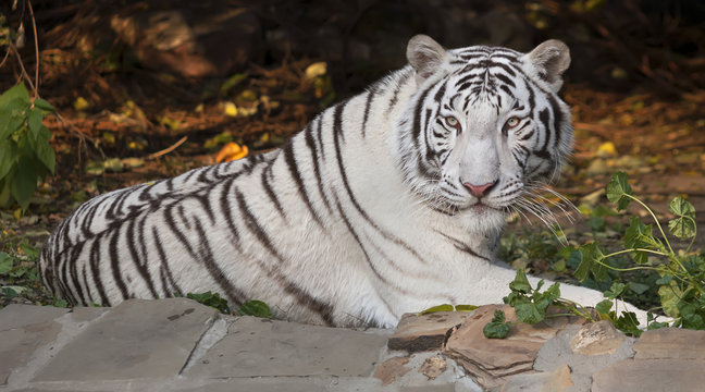 Fototapeta A lying white bengal tiger, looking back.