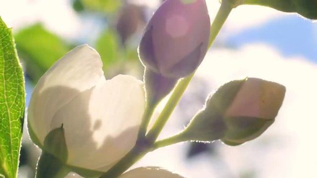 Sunny panoramic close up view of white jasmine (Jasminum) blossoms on blur background. Great nature scene of garden flowers trembling on the wind. Shallow dof. Slow motion full HD 1920x1080
