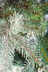 Snow-covered fir branches and fir cones