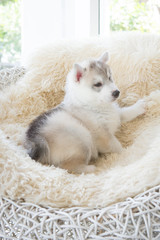 Cute Siberian husky puppy
