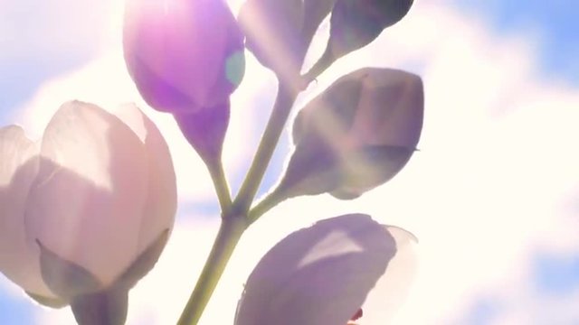 Amazing shiny panoramic close up view of white jasmine (Jasminum) blossoms with lens flare. Beautiful nature scene of garden flowers trembling on the wind. Shallow dof. Slow motion full HD 1920x1080
