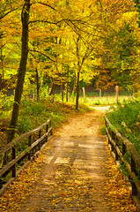 Nice autumnal scene