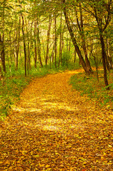 Fototapeta premium Nice autumnal scene