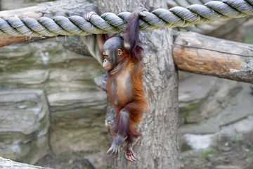 Walking on air of an orangutan baby