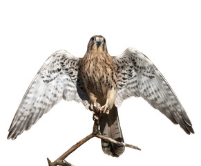 The full length portrait of a kestrel, Falco tinnunculus. Front view of a beautiful bird with opened wings, isolated on white background. Wild beauty of the feathered world.