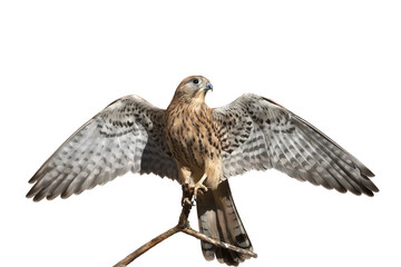 The full length portrait of a kestrel, Falco tinnunculus. Front view of a beautiful bird with stretched wings, isolated on white background. Wild beauty of the feathered world.