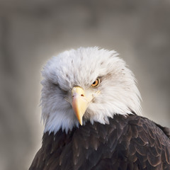 The head and shoulders of a bald eagle, haliaeetus leucocephalus, on gray background. Side face...
