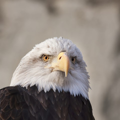 Obraz premium The head and shoulders of a bald eagle, haliaeetus leucocephalus, on gray background. Side face portrait of an American eagle, US national character, very beautiful bird with human like expression.