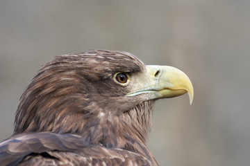 The head of a white-tailed sea eagle or erne, Haliaeetus albicilla, on gray background. Side face portrait of the very beautiful raptorial bird with severe expression.