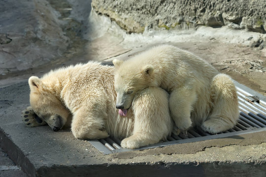 Sweet sleeping of two polar bear cubs