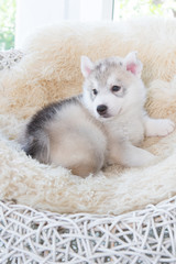 Fototapeta premium cute siberian husky puppy sleep on rattan chair