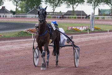 Course de trot © Pascal Cointe
