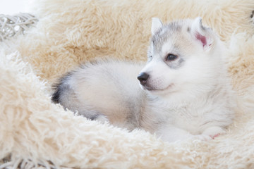 cute siberian husky puppy sleep on rattan chair