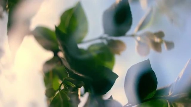 Glittering nature panoramic scene of flowering jasmine branches with gleamy effect at sunset light on blue sky background. Close up view of garden flowers. Shallow dof. Slow motion full HD 1920x1080
