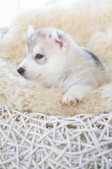 Fototapeta premium cute siberian husky puppy sleep on rattan chair