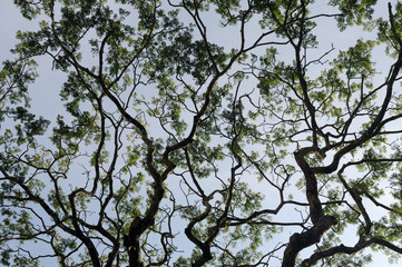 Branches from lower angle