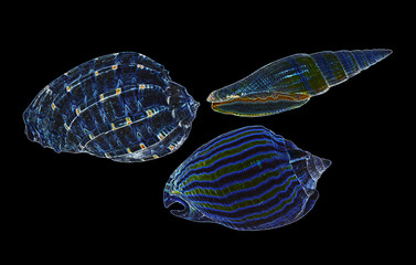 Illustration of three sea shells on a black background