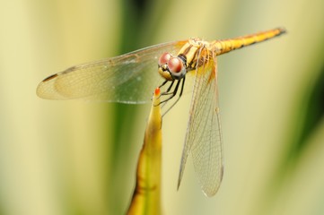 Yellow dragonfly in a garden
