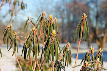 Rhododendron bushes in winter