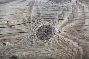 detalle del tranco de un árbol