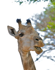 Obraz premium Tête de girafe