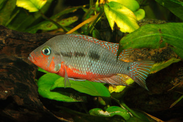Mexikanischer Feuermaulbuntbarsch (Thorichthys meeki)