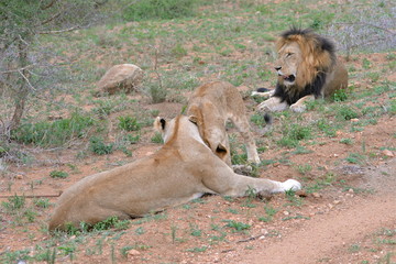 Lion, famille, Afrique