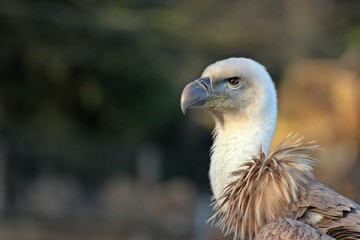 Portrait eines jungen Gänsegeiers (Gyps fulvus) 
