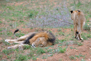 Lion allongé avec lionceau, Afrique