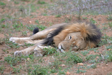 Naklejka premium Lion allongé, Afrique