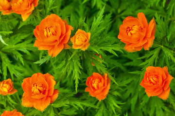 Obraz premium Trollius asiaticus in a garden