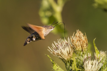 Taubenschwänzchen (Macroglossum stellatarum)
