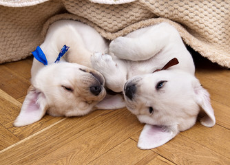 Two labrador puppy sleeping under a sofa together