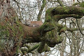 Luchs (Lynx lynx) auf alter Eiche 


