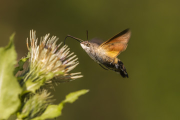 Fototapeta premium Taubenschwänzchen (Macroglossum stellatarum)