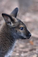 Naklejka na ściany i meble Side face portrait of a forest wallaby, Dendrolagus bennettianus. Cute, but endangered australlian marsupial animal, Bennett's tree kangaroo, threatened and vulnerable.