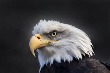 The head and shoulder of a bald eagle, haliaeetus leucocephalus, on dark background. The American eagle, US national character, very beautiful bird with proud expression.