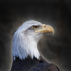 The head and shoulder of a bald eagle, haliaeetus leucocephalus, with stretched neck. The American eagle, US national character, very beautiful bird with proud expression.