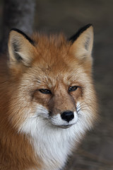 Obraz premium Face portrait of a red fox, vulpes vulpes, with хмурым expression. The head a beautiful forest wild beast. Smart look of a dodgy vulpes, skilled raptor and elegant animal. Cute and cuddly creature.