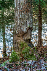 recovered aspen tree damaged by beaver