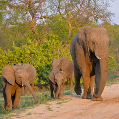 Le chef des éléphants avec les petits