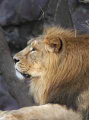Portrait in profile of an Asian lion, calm lying on tree background. The King of beasts, biggest cat of the world. The most dangerous and mighty predator of the world. Beauty of the wildlife.