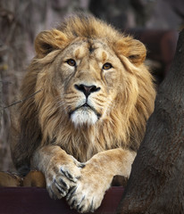 Calm look straight into the camera of an Asian lion, lying among trees. The King of beasts, biggest cat of the world. The most dangerous and mighty predator of the world. Beauty of the wildlife.