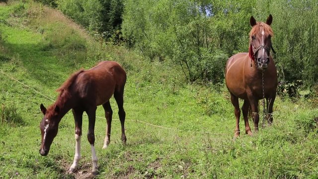 Beautiful horses on the green grassland